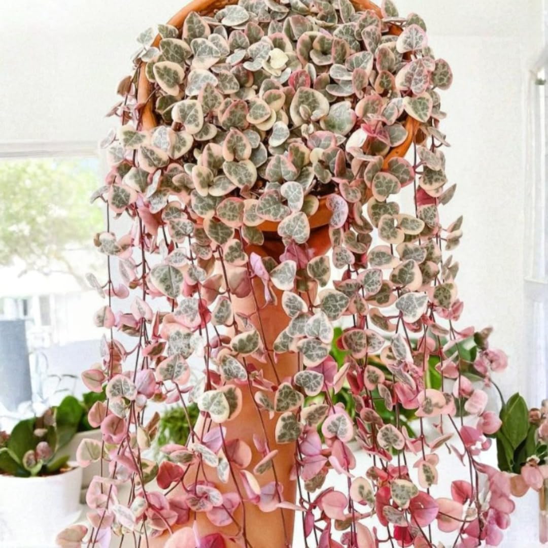 Variegated String of Hearts Live Plants, Easy Indoor Trailing Succulent in 2.5" Pot, Hanging Succulent Houseplant Indoor Outdoor Planting