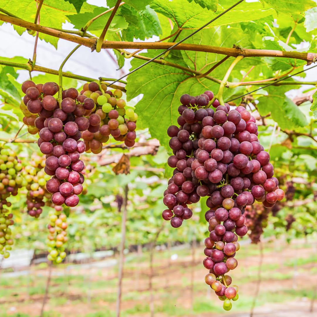 Red Seedless Grape Vines Trees Live Plants, Well-Rooted 1 to 2 Years Old Trim 5-9" in Tall, Grapes Plant Live for Outdoor Planting, Zones 3-9