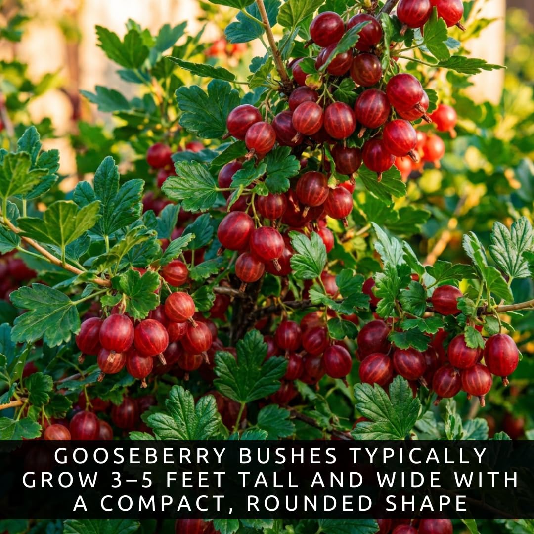 Red Gosseberry Bush Seedling for Growing - 1 Year Well Rooted Plants - Ready to Plant - Hinnomaki Gooseberry (1 Seedling)