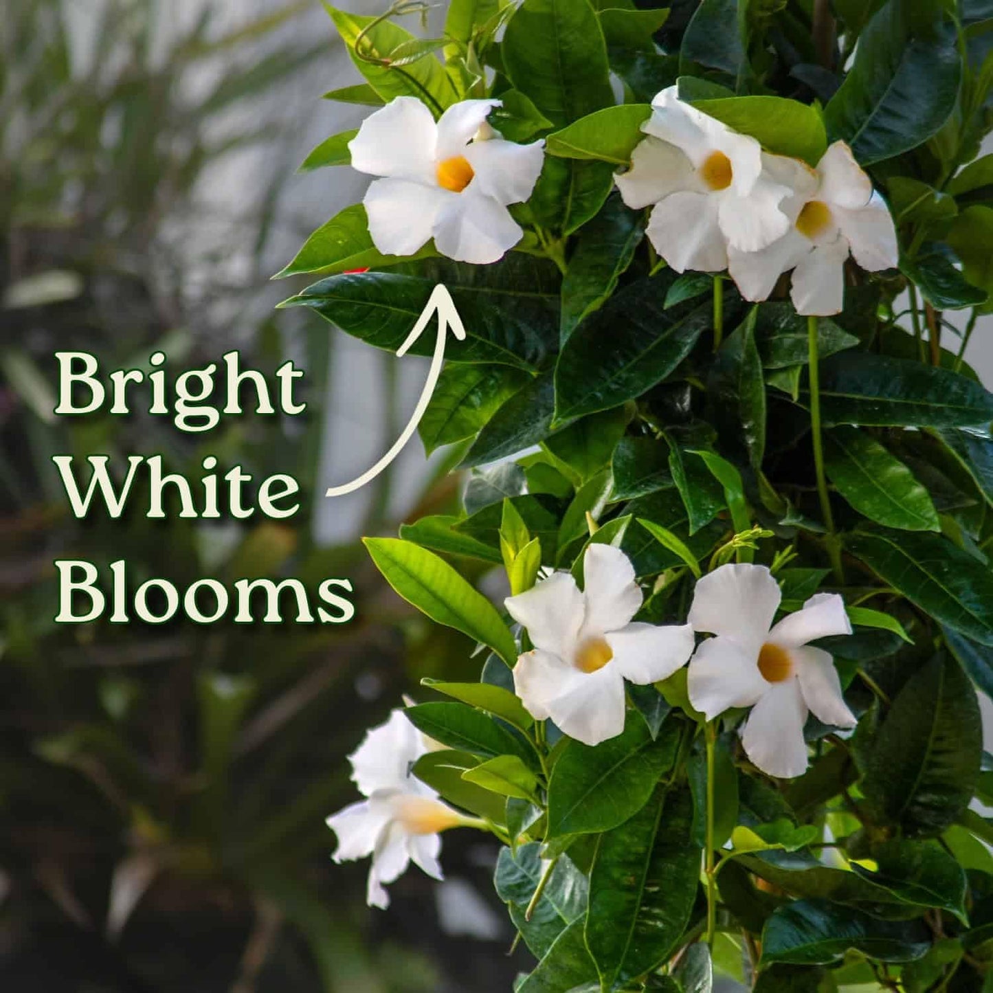Live Mandevilla Vine Plant - Trellis - White Giant - Tropical Plants of Florida - Overall Height 36" (Plant Only)