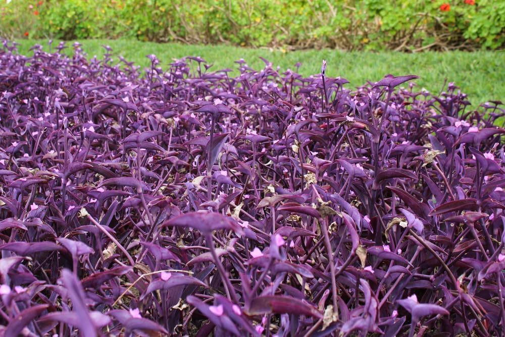 4 Purple Heart Wandering Jew Cuttings to Grow - Easy to Grow Wandering Jew, Wandering Dude