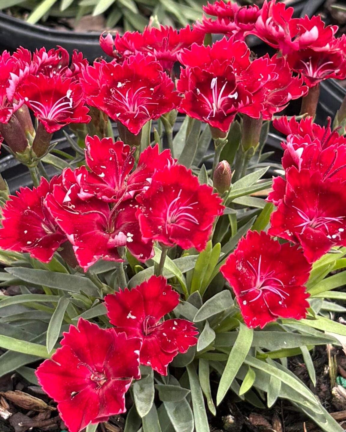 Perennial Farm Marketplace Dianthus x Everlast™ Red (Garden Pinks) Live Perennial, Size-#1 Container, Long-Blooming, Fragrant, Long-Blooming Bright Red Flowers on Upright Foliage