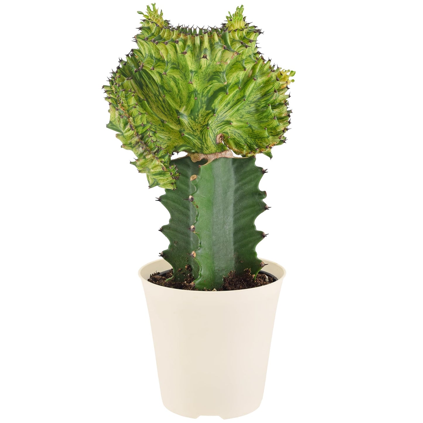 Arcadia Garden Products Live Mermaid Tail Cactus Indoor Houseplant in Plastic Pot, Euphorbia lactea Cristata Crested Coral Succulent Plant Gift for Home and Garden Decor, 4-inch, Green