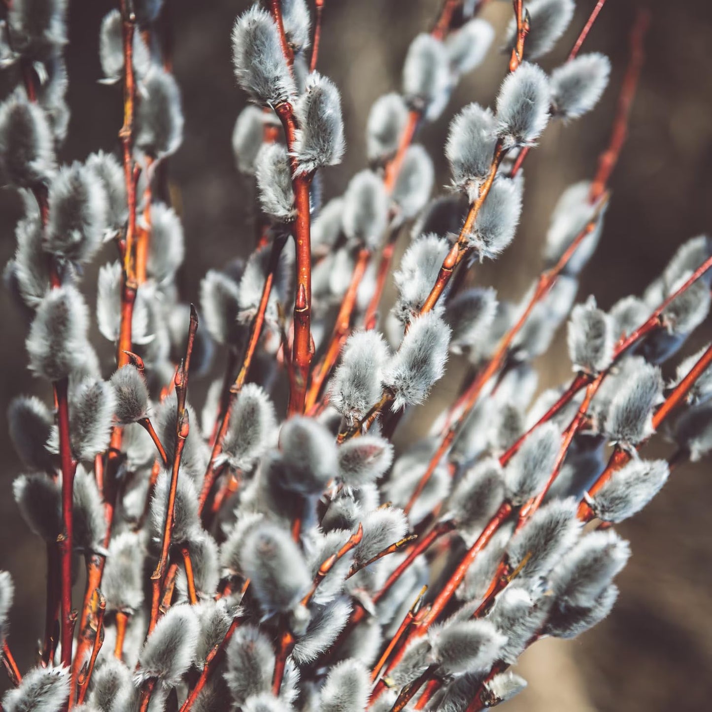 Pussy Willow Live Plant, 6-12 Inch Tall Shrub in 2.5 Inch Pot, Hardy Willow Tree for Spring Blooms and Garden Borders