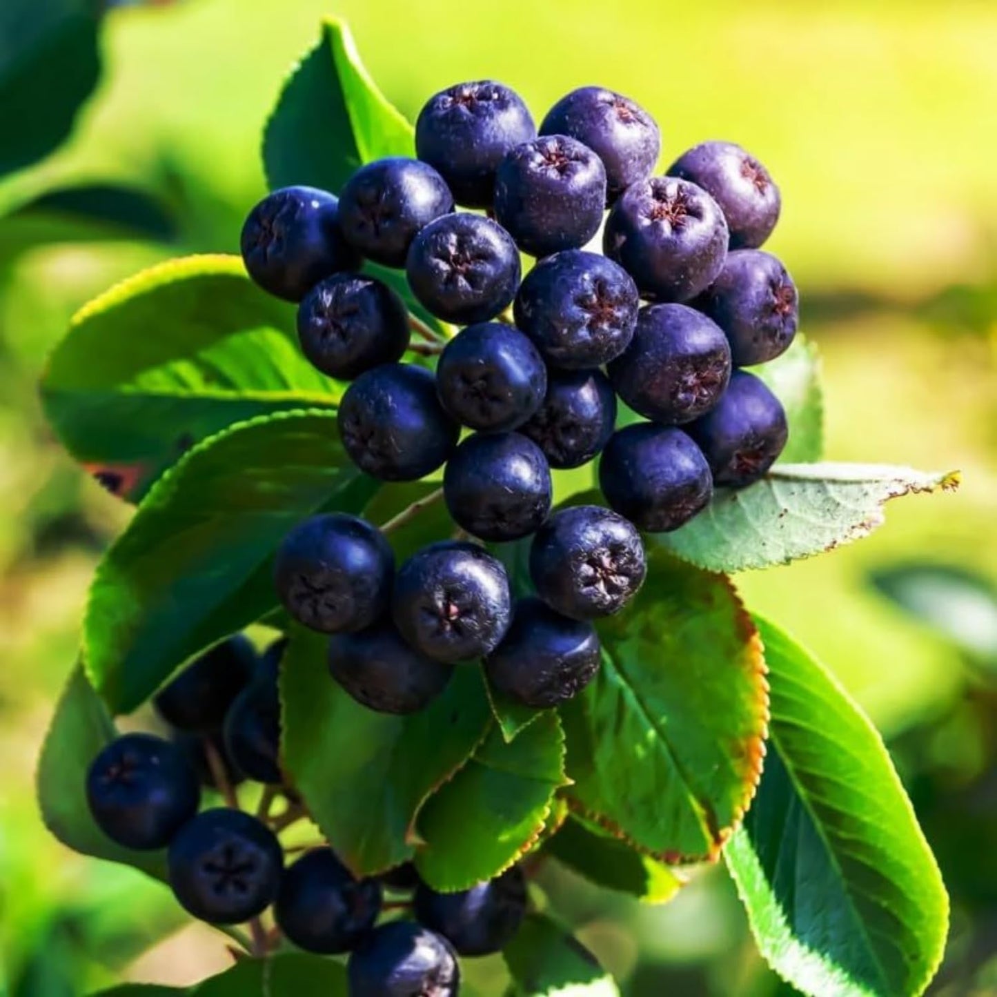Chokeberry Tree Live Plant, Black Aronia Berries Tree 1.5-2 Feet Tall, Hardy Edible Berry Fruit Plant for Planting Outdoor