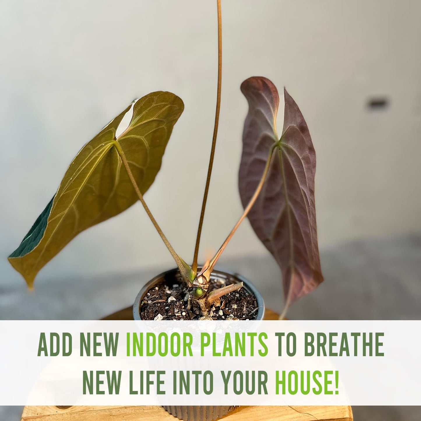 LEAL PLANTS ECUADOR Anthurium Besseae| Green Live House Plant for Indoors|Rare and Exotic Indoor Plants for Living Room|Anthuriums Live Plants |Besseae Heart Plant