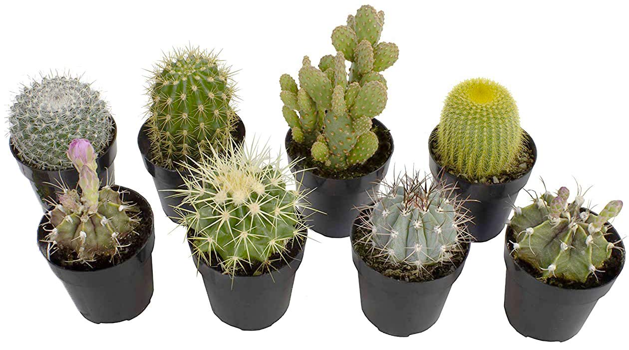Altman Plants, Assorted Cactus Plants Live Succulents (8 Pack), Live Cactus Plant Lover Gifts, Cacti Succulents Plants Live Houseplants, Succulent Indoor Plants Live Plants in Cactus Soil Potting Mix
