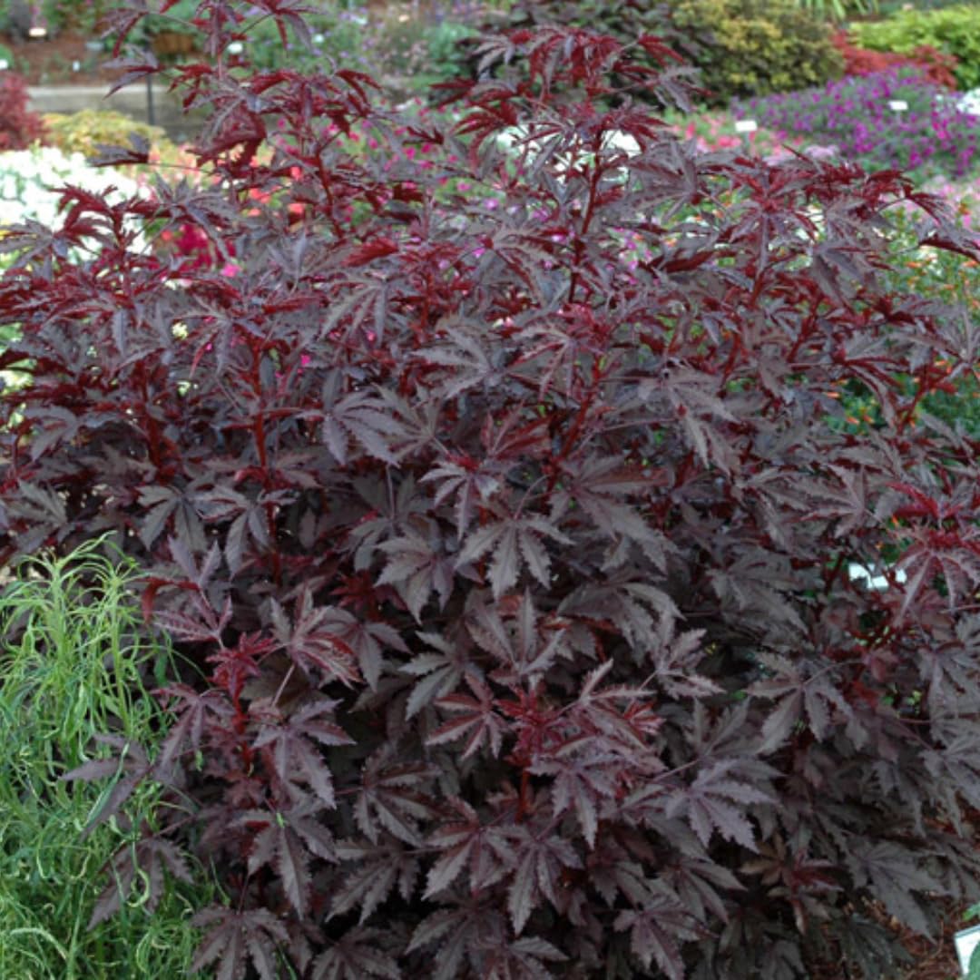 2 Cranberry Hibiscus Live Plants, 4–6 Inch Tall, Ornamental Flowering Plants for Garden, Patio, and Container Growing