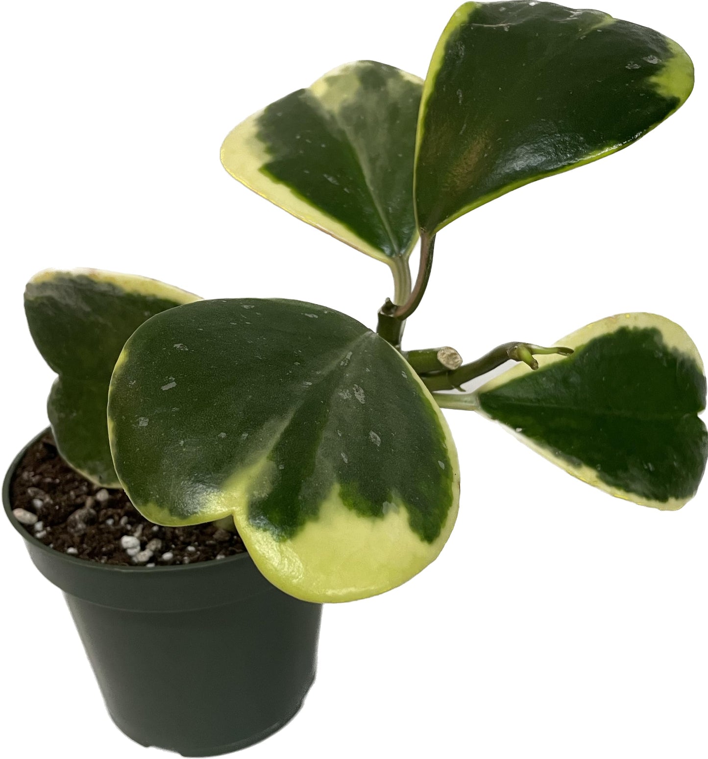 Variegated Hoya Kerrii - Hoya Plants Live Houseplant - Live Hoya Plant - Outer Variegated Hoya Kerrii - Plant Gift - Air Purifying