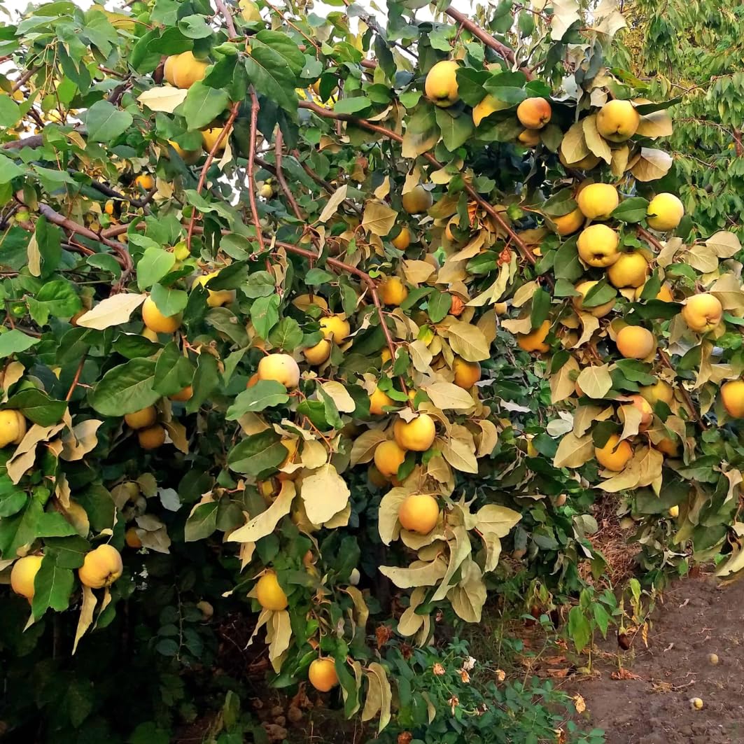 Rare Quince Tree Live Plant 2-3 Years Old Already Bearing Fruit, Yellow Quince Tree 2-3 Feet, Cold Hardy and High-yielding
