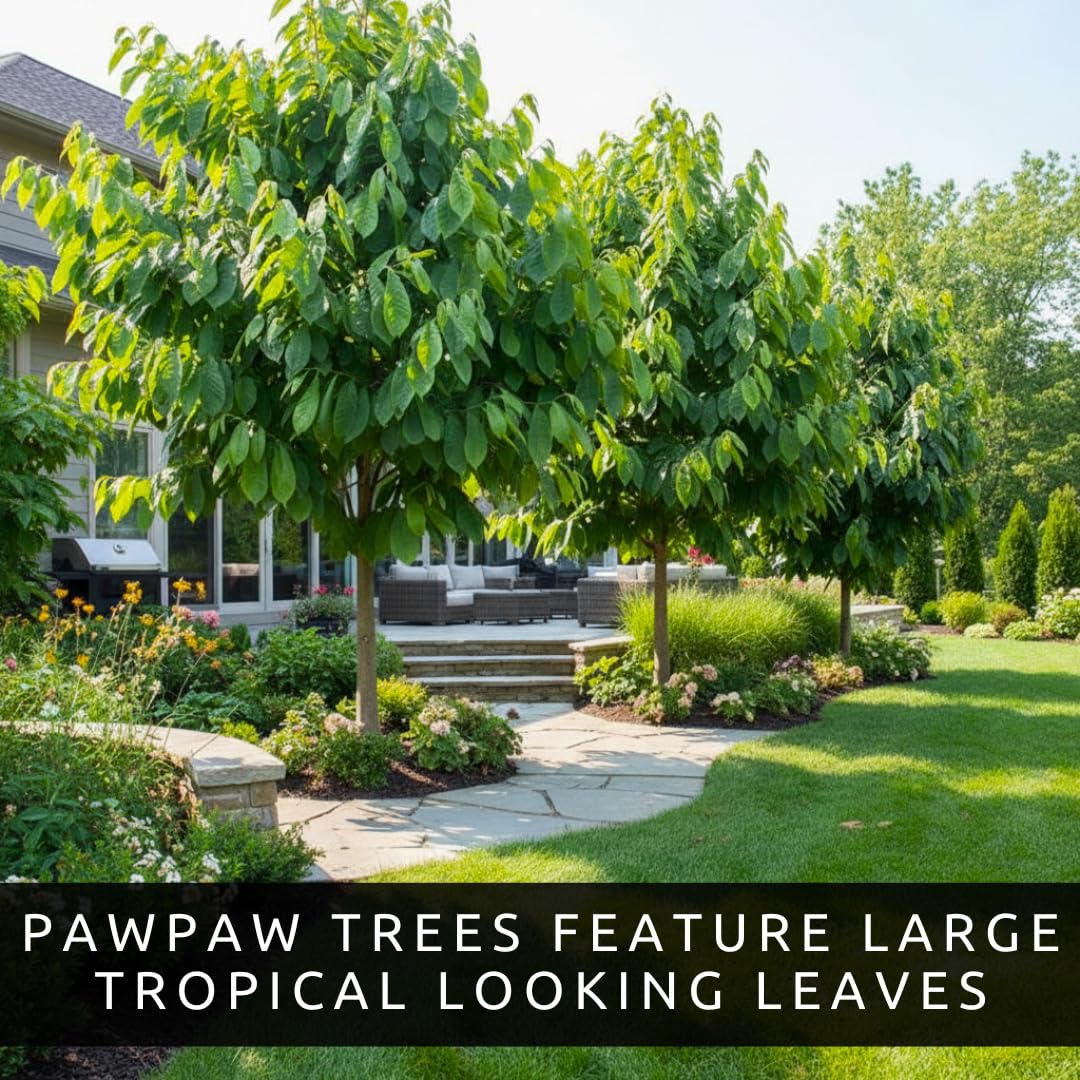 Pawpaw Tree Live Plants (Asimina triloba) – 1-2 Feet Tall Hardy Native Fruit Trees – Produces Delicious Tropical-Flavored Pawpaw Fruit – Fast Growing Backyard Orchard Plant (5 Trees)