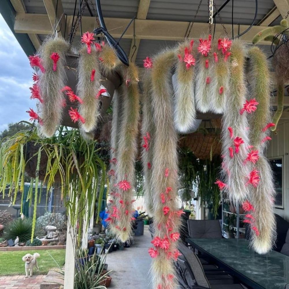 Rare Monkey Tail Cactus Live Plant in 2 Inch Pot, Trailing Cactus Succulent for Indoor Outdoor Planting