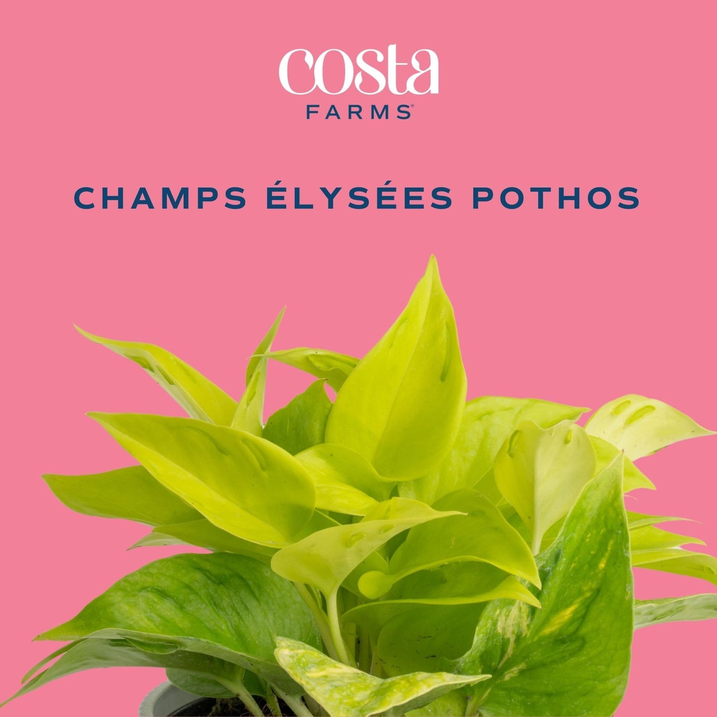 Costa Farms Champs Élysées Pothos Live Plant in Self Watering Pot, Indoor Houseplant, Trailing Vining, Perfect for Home, Room, or Office Decor, Great House Warming or Birthday Gift, 12-14 Inches Tall