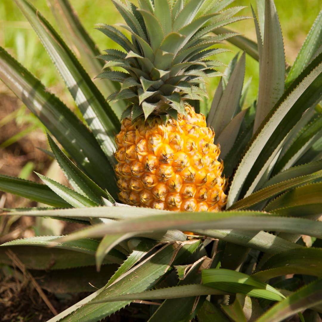 Set 2 Pineapple Plants Live, Sweet Pineapple Shrubs, Tropical Fruit, 4 to 8 Inch Tall for Planting Outdoor (Sugarloaf)