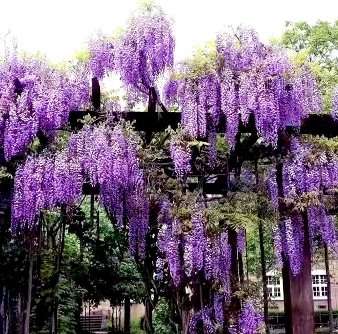 25 Wisteria Seeds Purple Flowers Blue Moon Wisteria Chinese Blue Wisteria sinensis Tree Fast Climber Flower Vine Hardy Plant