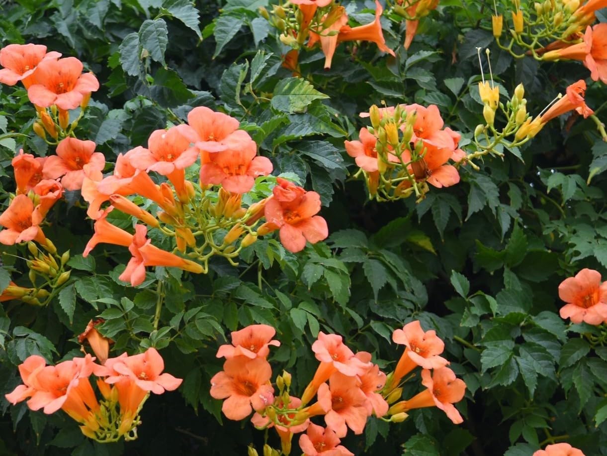 Greenwood Nursery: Live Perennial Plants - Orange Trumpet Creeper Vine + Campsis Radicans - [Qty: 2X Pint Pots] - (Click for Other Available Plants/Quantities)