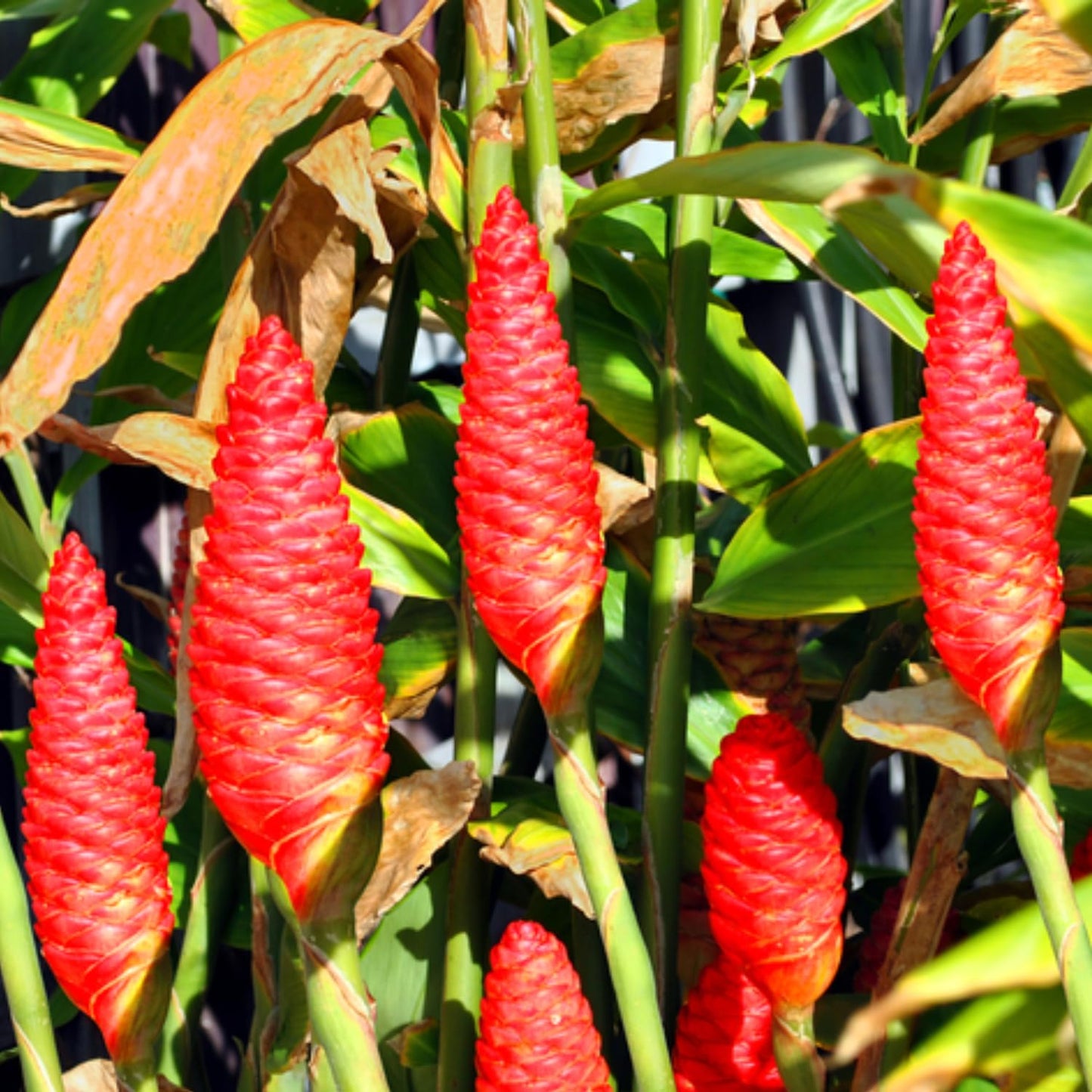 6 Awapuhi Shampoo Ginger Roots, Fresh Ginger Rhizomes to Grow, Zingiber Zerumbet Pinecone Ginger Lily Flowers