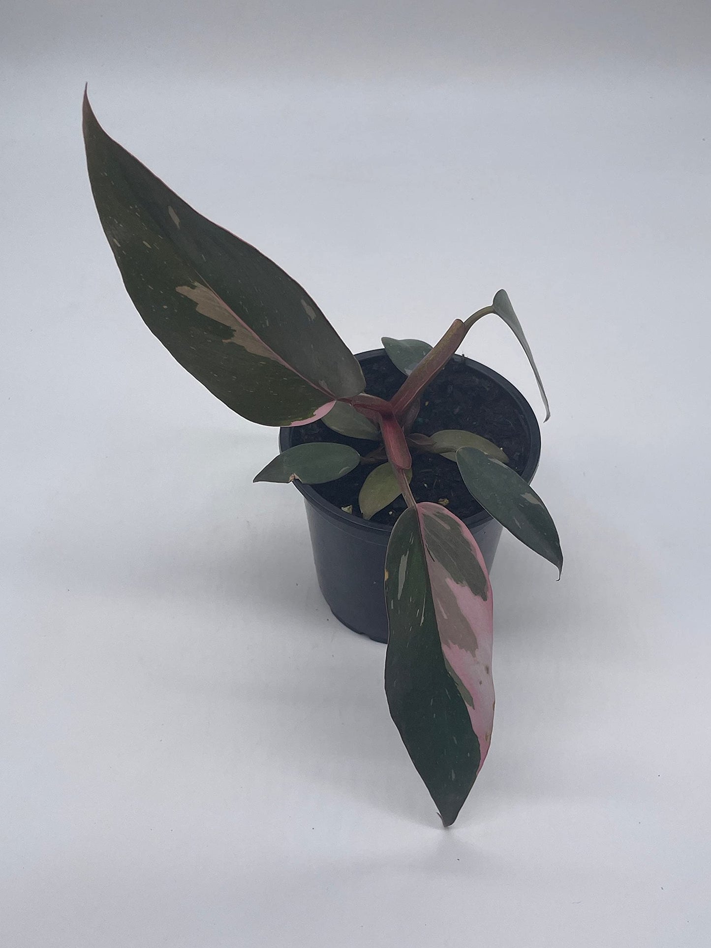 BubbleBlooms Philodendron Pink Princess in a 4 inch Pot Extremely Rare House Plant