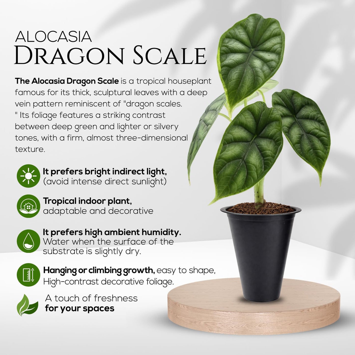 Alocasia Dragon Scale (4 Pack) Live Plant, Rare Indoor Alocasia, Elephant Ear Tropical Houseplant, Textured Foliage Plant, Starter Size Alocasia Plant,Houseplant for Home Decor and Indoor Growing