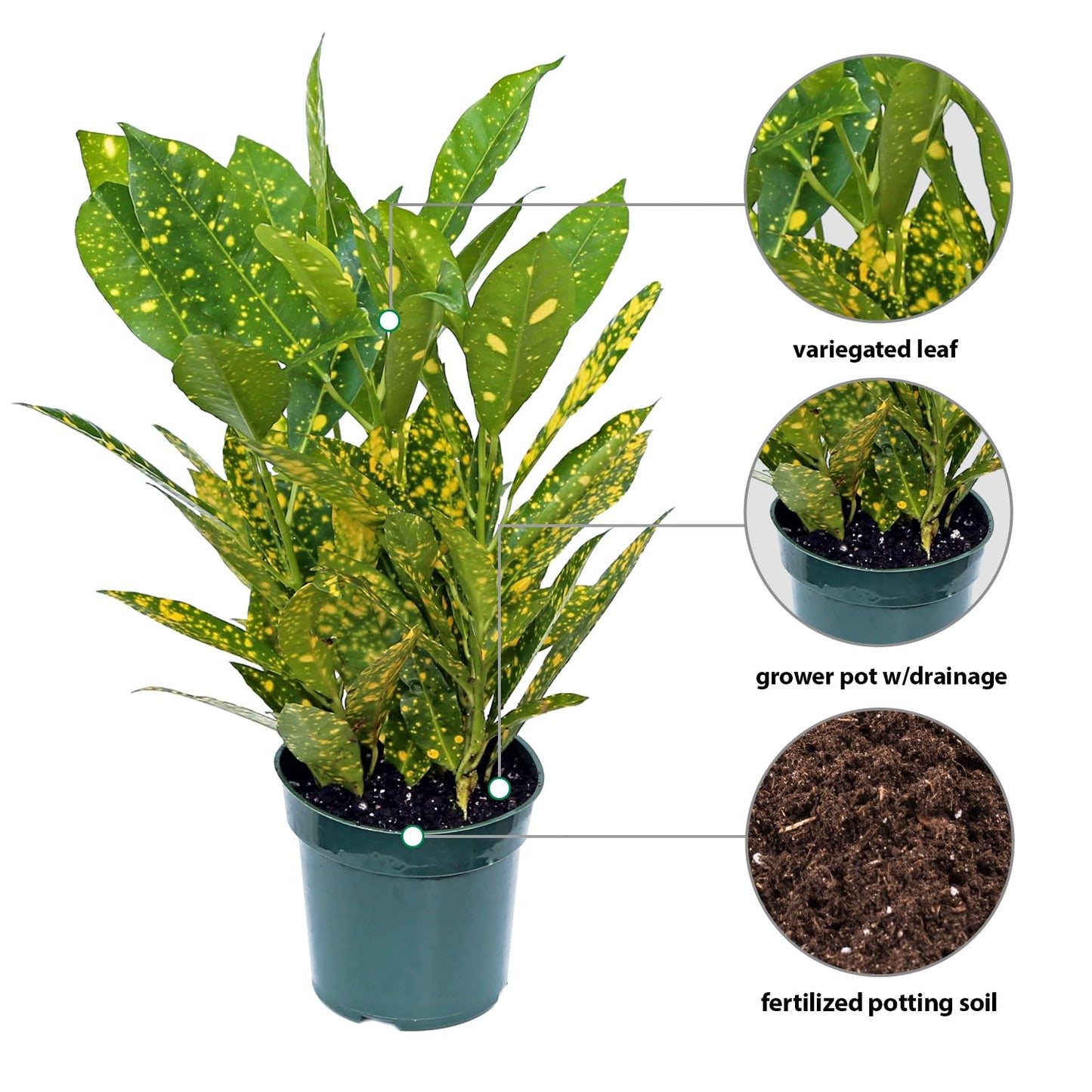 4 Pack Live Croton Gold Dust, Indoor Potted Houseplant, Housewarming Gift, Plant Lover Gift, Christmas Gift, Birthday Gift, Office Plant in 4" Pot