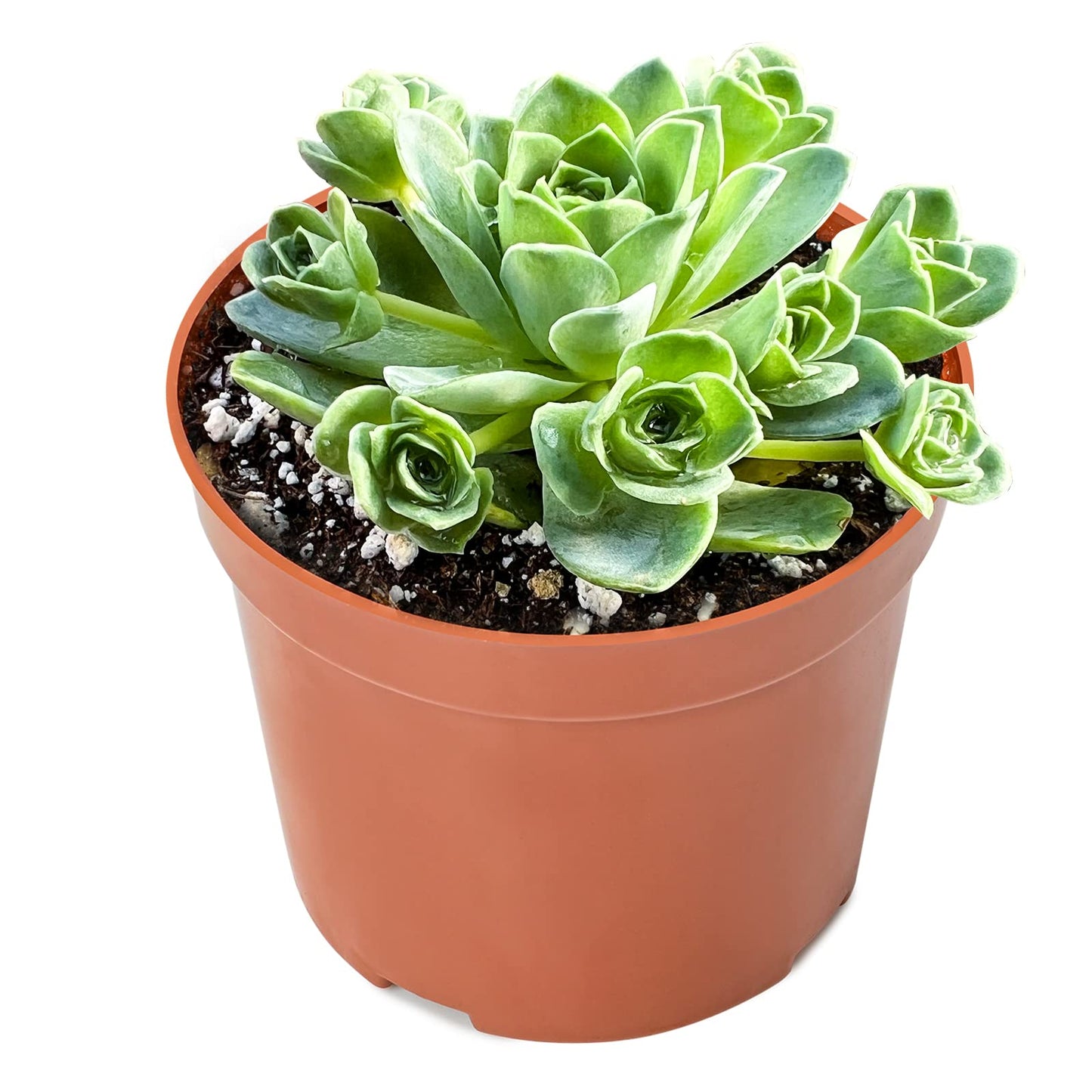 Sprout N Green Greenovia Dodrantalis | Aeonium dodrantale, 1 Live Succulent Plant Fully Rooted in 4" Pot, House Plant for Indoor Outdoor Home Office Wedding Decoration DIY Project Party Favor