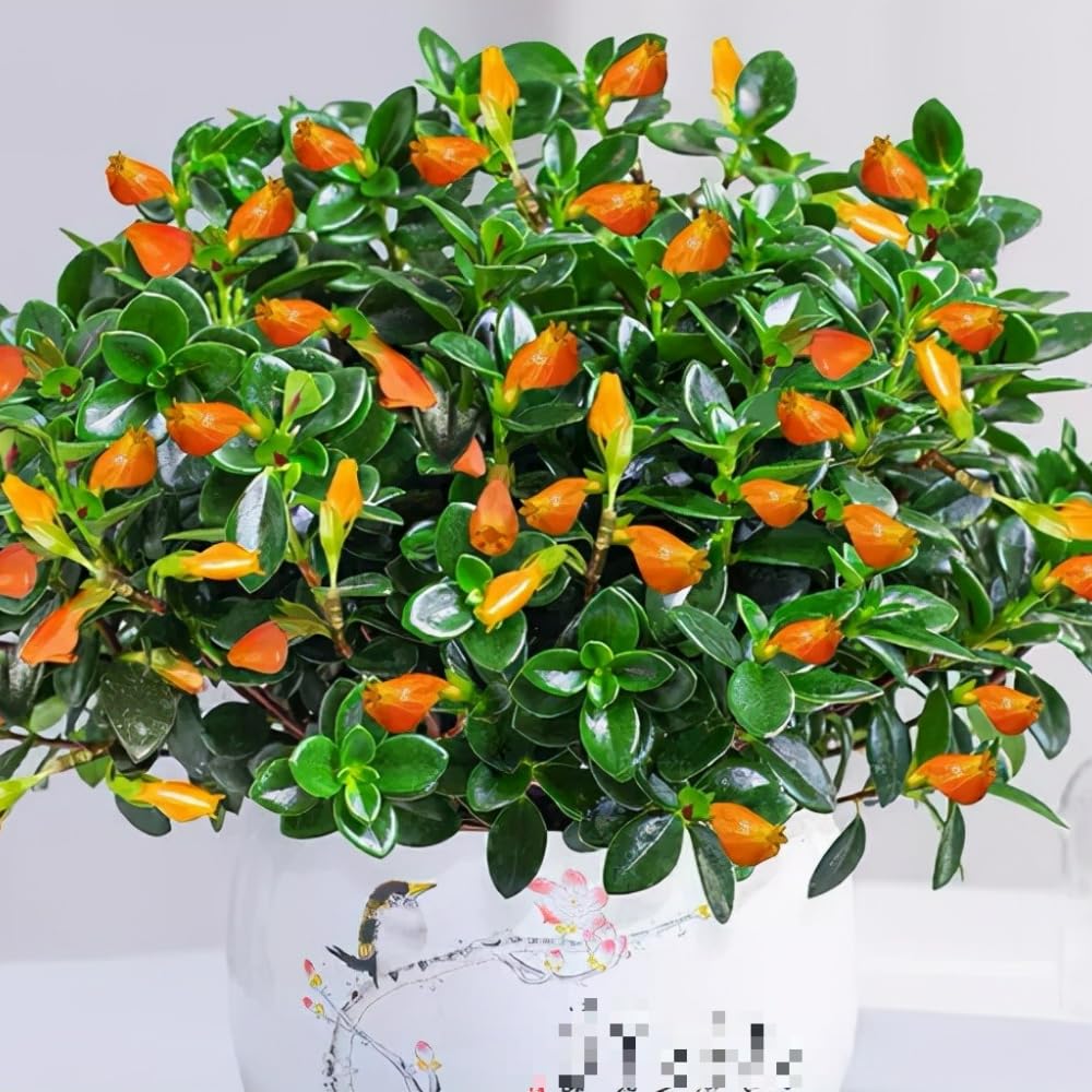Trailing Goldfish Plant Live Potted 4 Inc, Tropical Goldfish Plant for Hanging Basket, Houseplant Indoor Live Plant