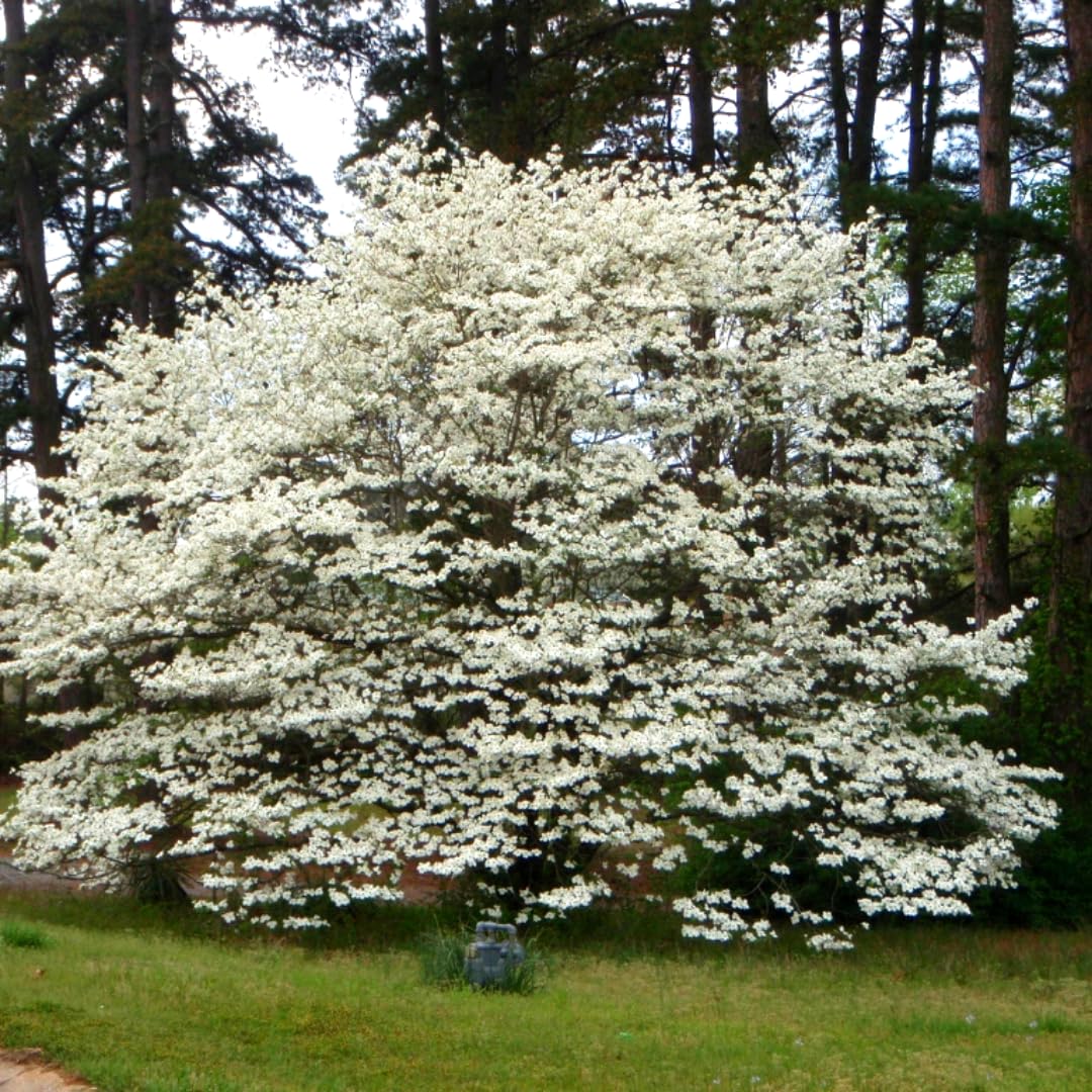White Dogwood Tree Live Plant 6" to 1 Feet Tall, Flowering Dogwood Plant, Spring Planting Well Rooted, Cold Hardy, Ornamental Outdoor Indoor Decor