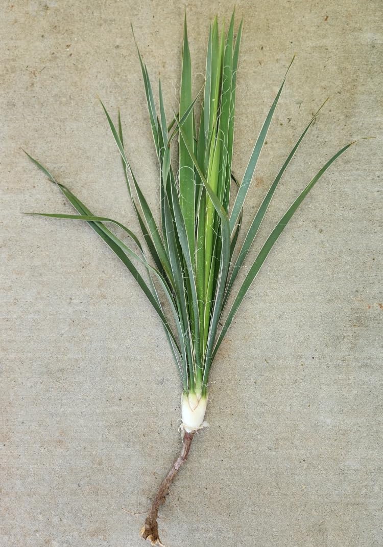 Generic Yucca Plant Adams Needle 20 Inches Tall Landscaping Plants Flowers Shrubs - 1 Plant, Green