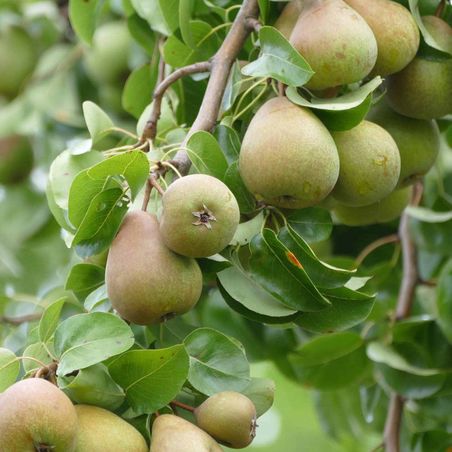 9 Months Old Pear Tree Live Plant for Spring Planting, Sugar Sweet Pears 8-10 Inches in Tall, No Pot, Dormant in Winter, No Leaf, Cold Hardy Pear Home Orchard Yard