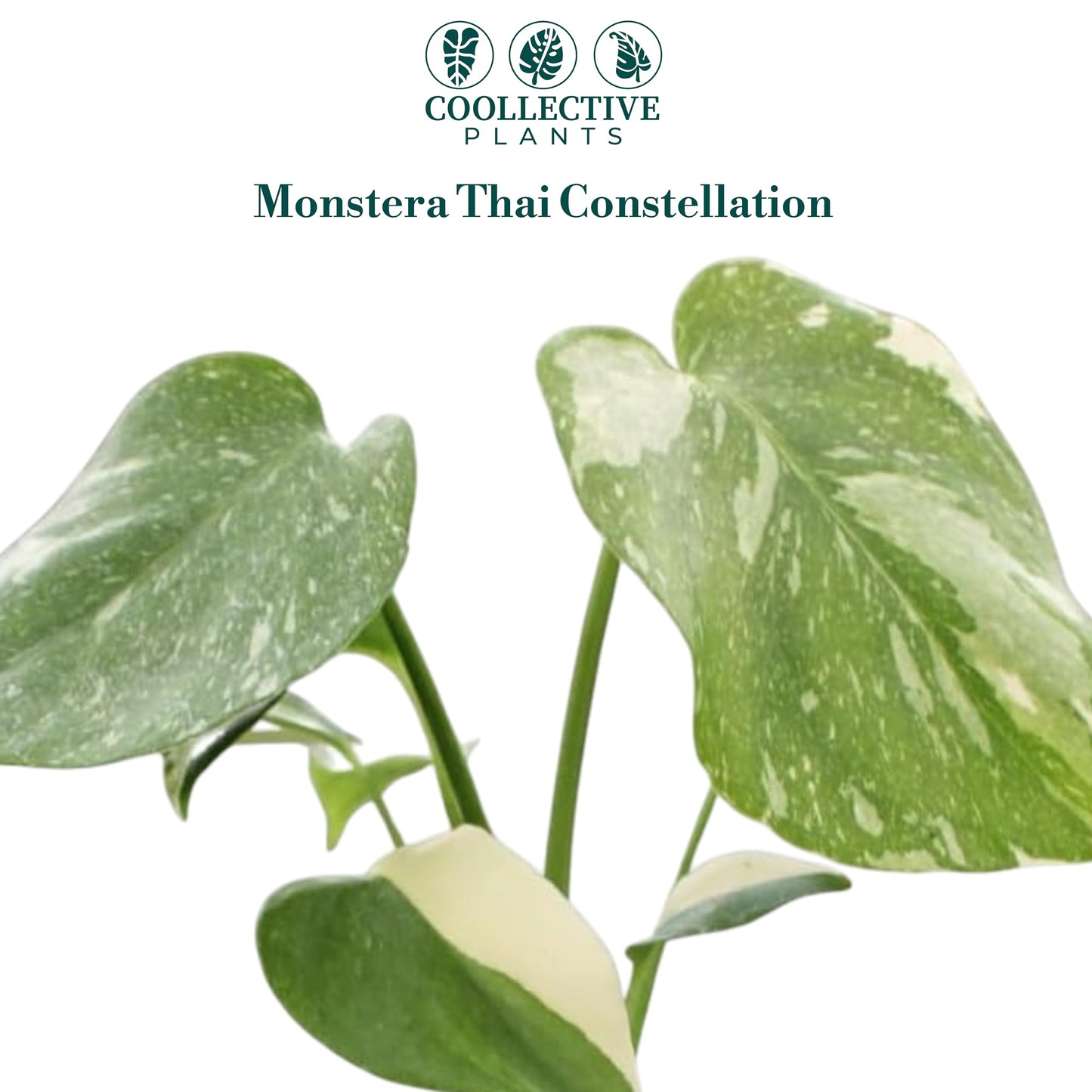 CoollectivePlants Monstera Thai Constellation – Live Indoor Plant in 2″ Grower Pot, Variegated Monstera Houseplant, Easy Care Low Maintenance Tropical Plant for Home or Office