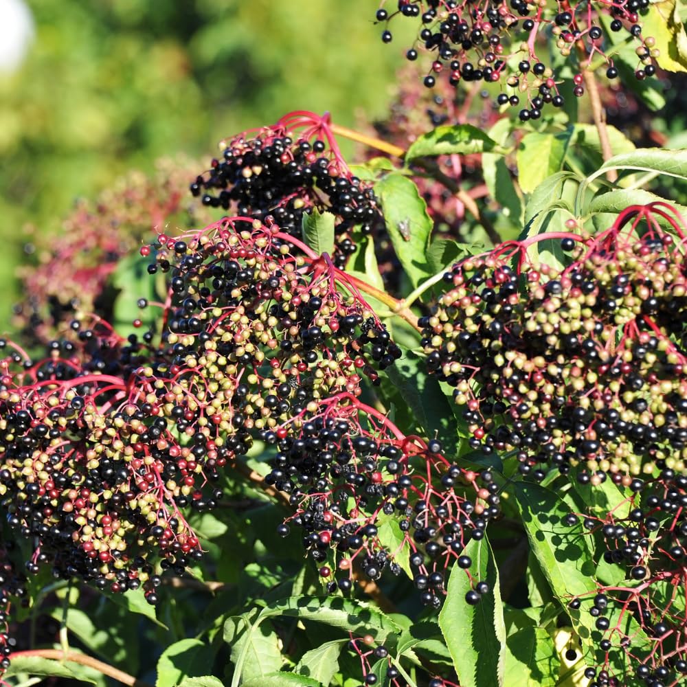Elderberry Plants Live for Planting, Elderberry Bushes Live Plant in One Gallon Pot, Cold Hardy and Perennial Shrub for Outdoor Garden, 2-3 Feet Tall