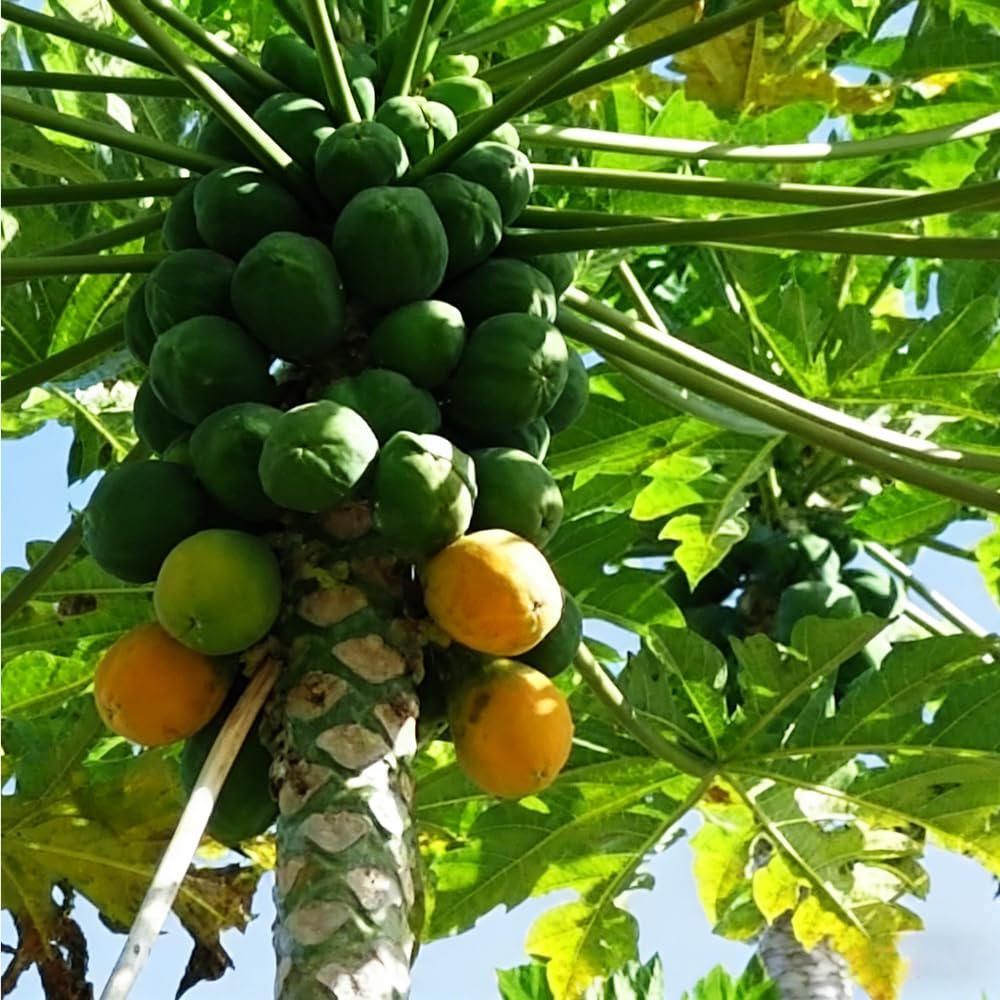 Mixrug 5+ Paw Paw Tree Seeds for Planting,Pawpaw Fruit Tree Seeds Organic,Asimina Triloba Seeds Fruit Trees Perennial with Tropical Banana-Mango Flavor, Cold Hardy & Shade Tolerant, in Farm Patio