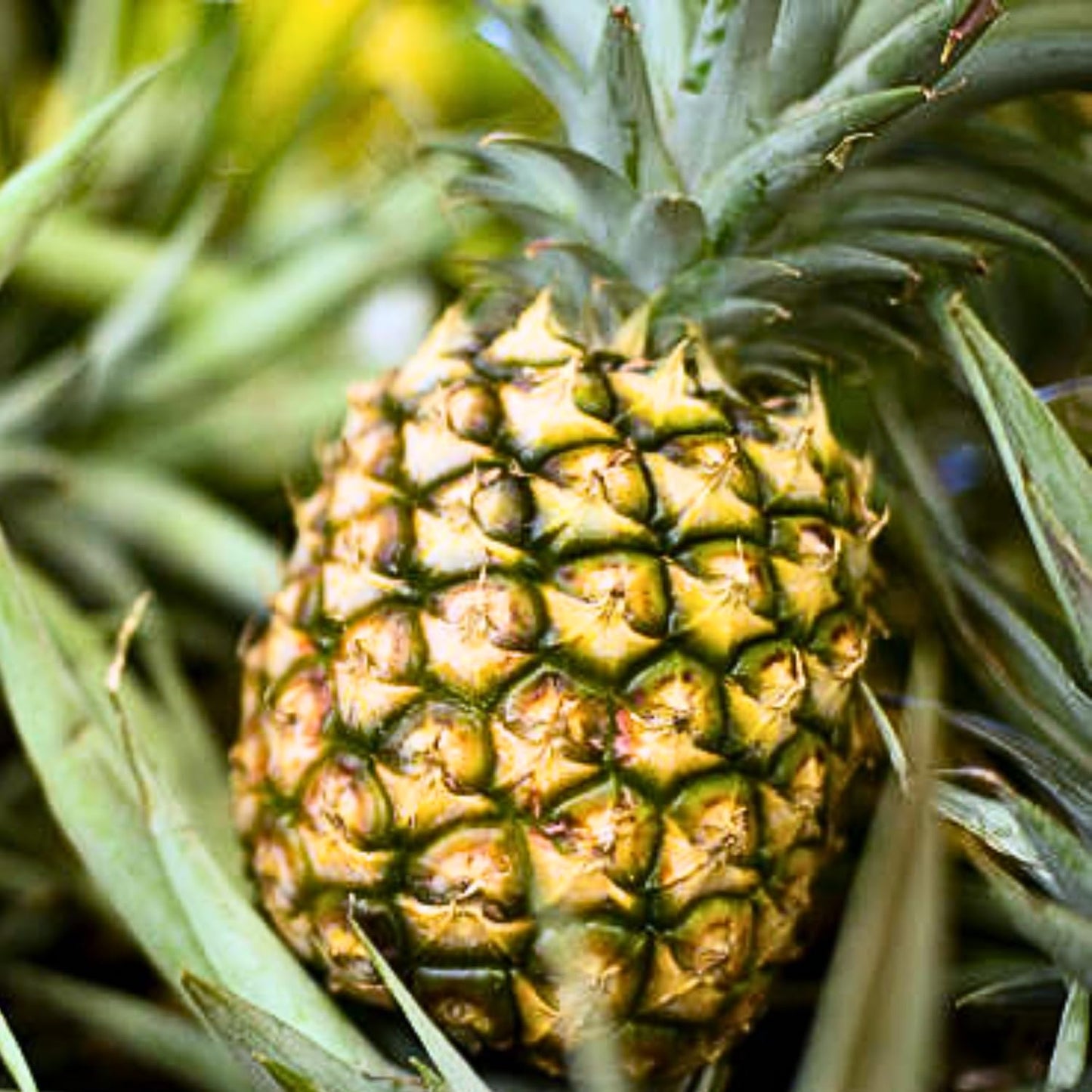 4 Sugarloaf Pineapple Fruit Trees Live Plants, Pineapple Seedlings for Backyard Gardening, Pineapple Plants Live