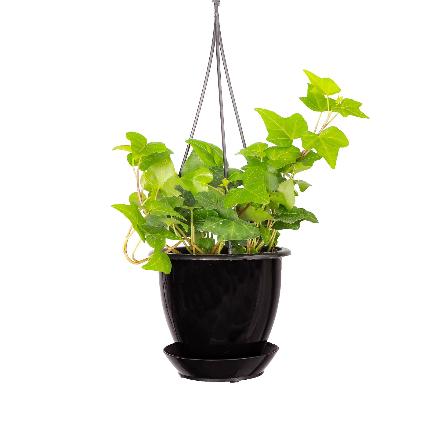 Thorsen's Greenhouse Live Green English Ivy Plant, Hedera Helix, Natural Air Purifier, Easy to Grow, Live Indoor Houseplant, 4" Diameter Pot (Black - Hanging)