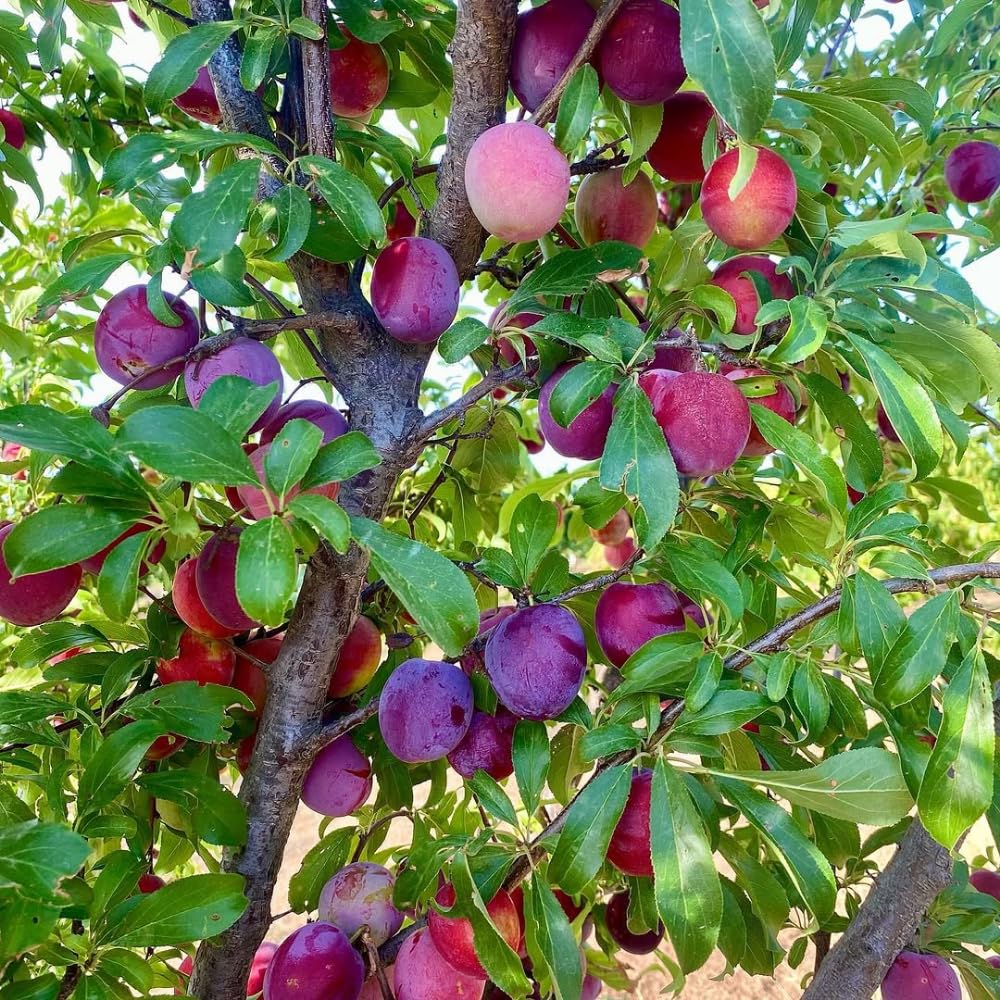 Plum Tree, Plum Live Plant, Sweet Fruit Plant, Live Fruit Tree for Outdoor Planting, 3 Feet Tall in 3 Gallon Pot, No Ship to CA (Red Purple)