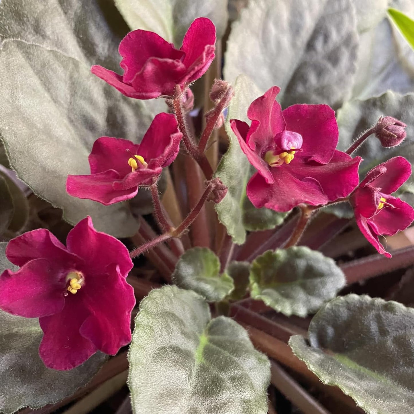 African Violets Live Plant in 4 Inch Pot, Red Burgundy Blooms, Perennial Flower Houseplant African Violet Plant for Indoors Outdoor Garden