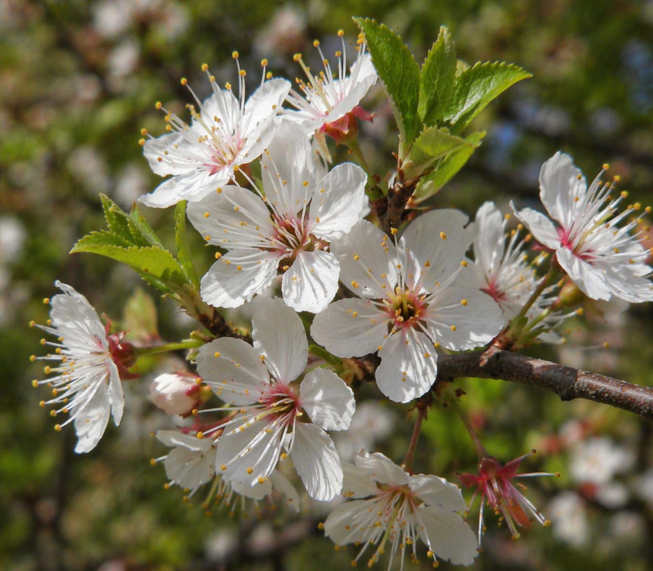 2 Chickasaw Plum Trees/Shrubs - 12-18" Tall Live Plants - Native Fruit Bushes - Prunus angustifolia - (2 Pack)