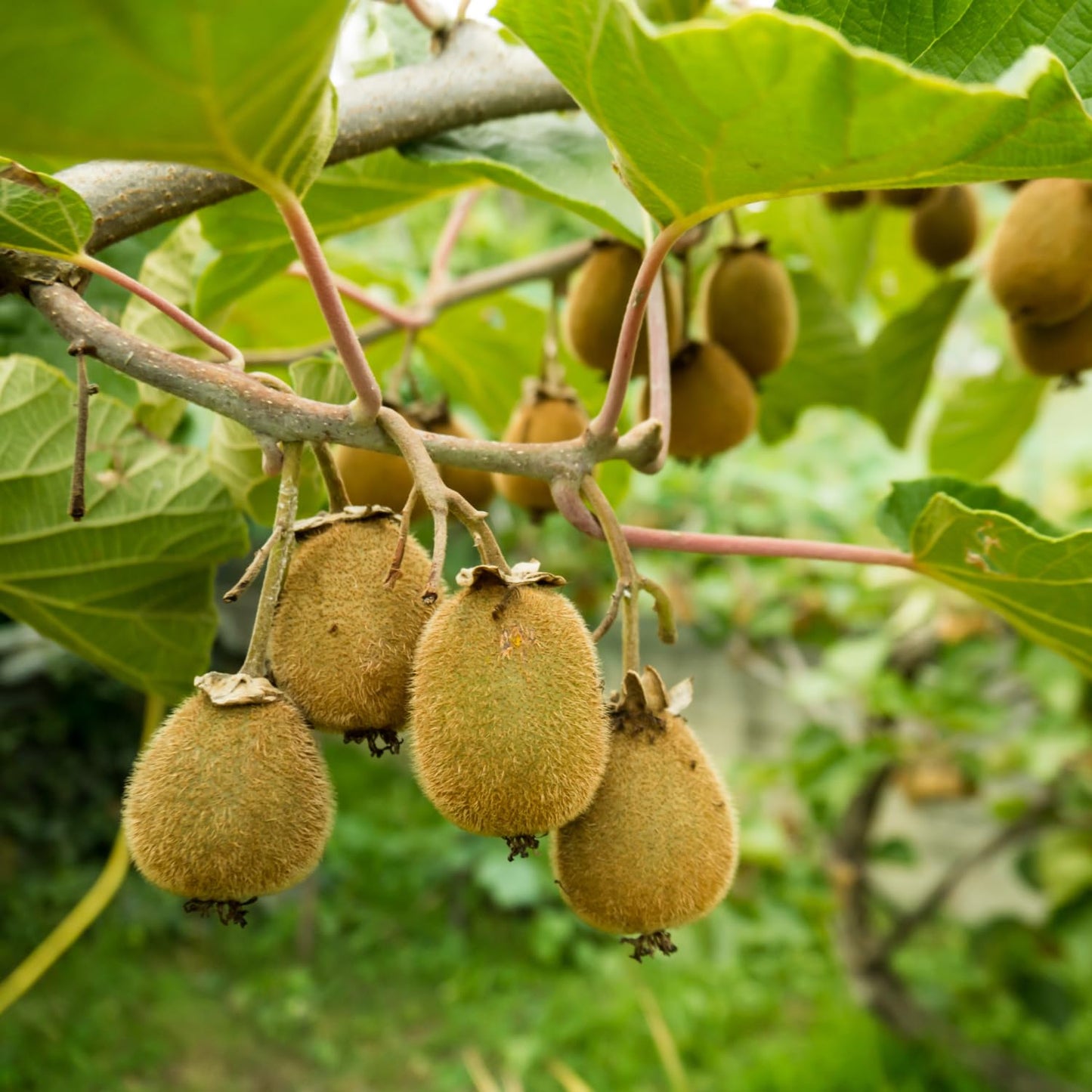 3 Kiwi Tree Live Plants, Cold Hary Kiwi Plants Live from 5 Inc Tall, Easy to Plant Vine Garden