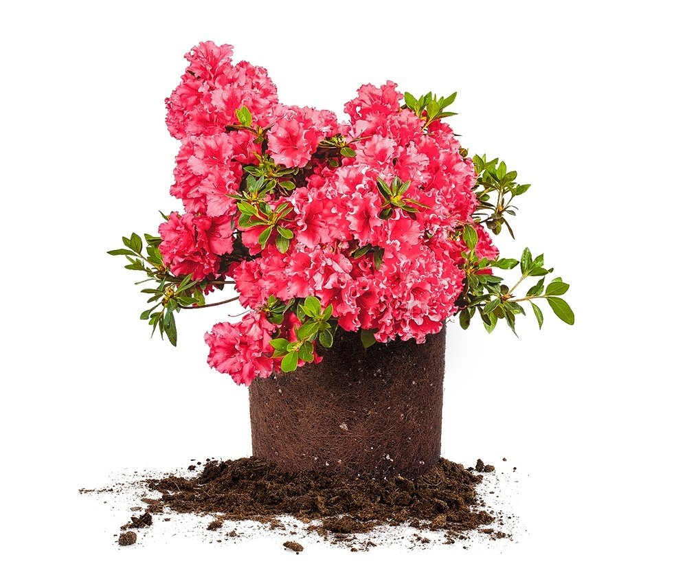 Red Ruffles Azalea 3 Gallon