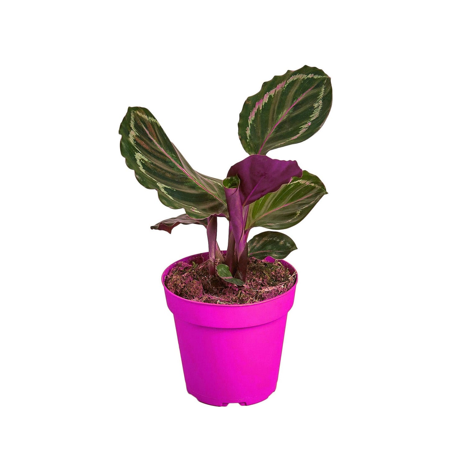 2 Pack Calathea Roseopicta 'Medallion' - 6" Pot in 6in Pot - Live Tropical Houseplant - Easy to Grow | Air Purifying | Pet Friendly | Variegated | USA Growers | The Snobby Leaf