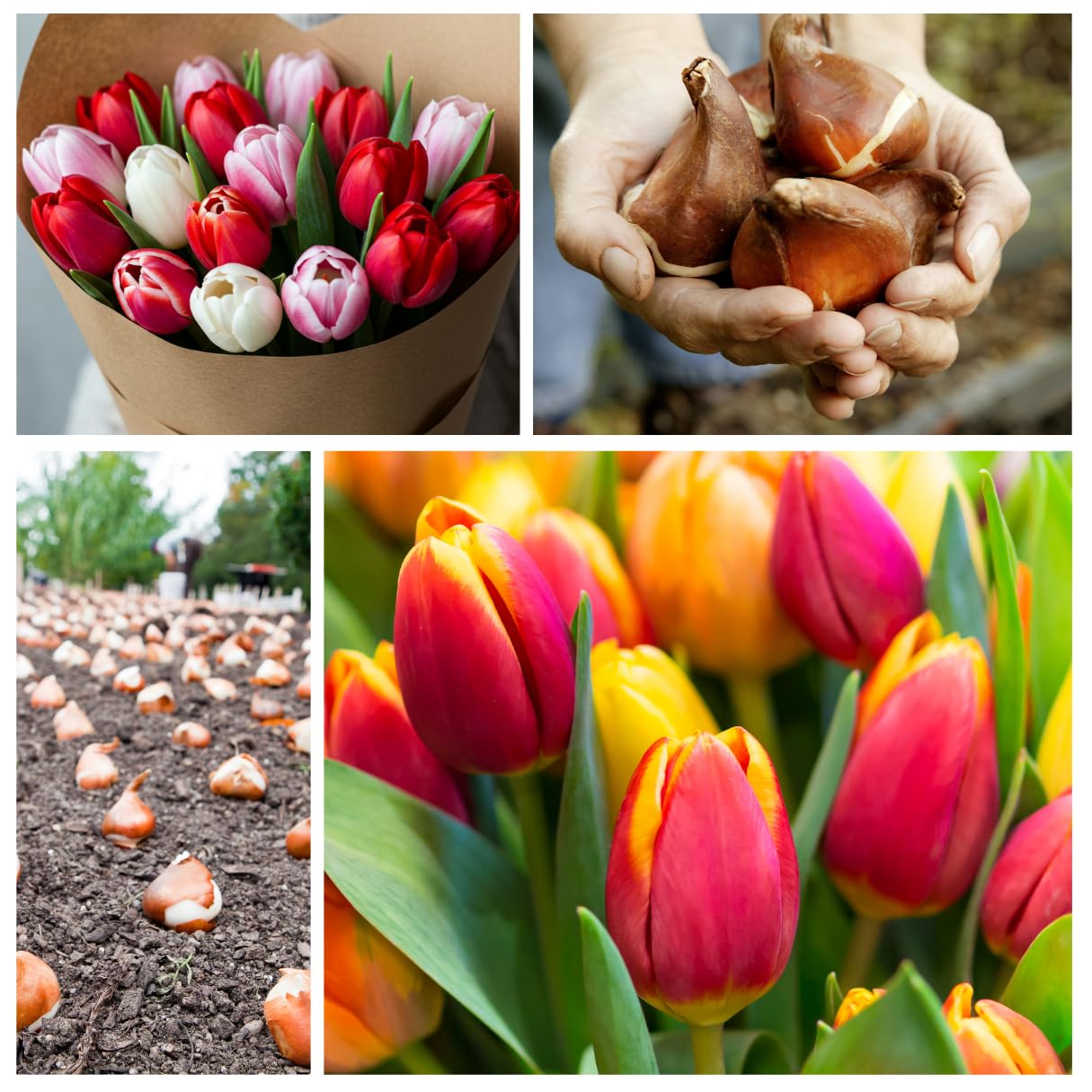 Mixed Color Tulip Bulbs for Planting - Easy to Grow Perennial Tulips, Top Size Bulbs (20 Bulbs)