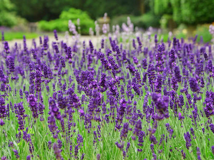 Carbeth Plants English Lavender Herb Plant 1 x Large 14cm Pot – Upright, Bushy Purple Lavender for Indoor & Outdoor Growing – Scented Garden Plant for Pots, Borders & Pollinators