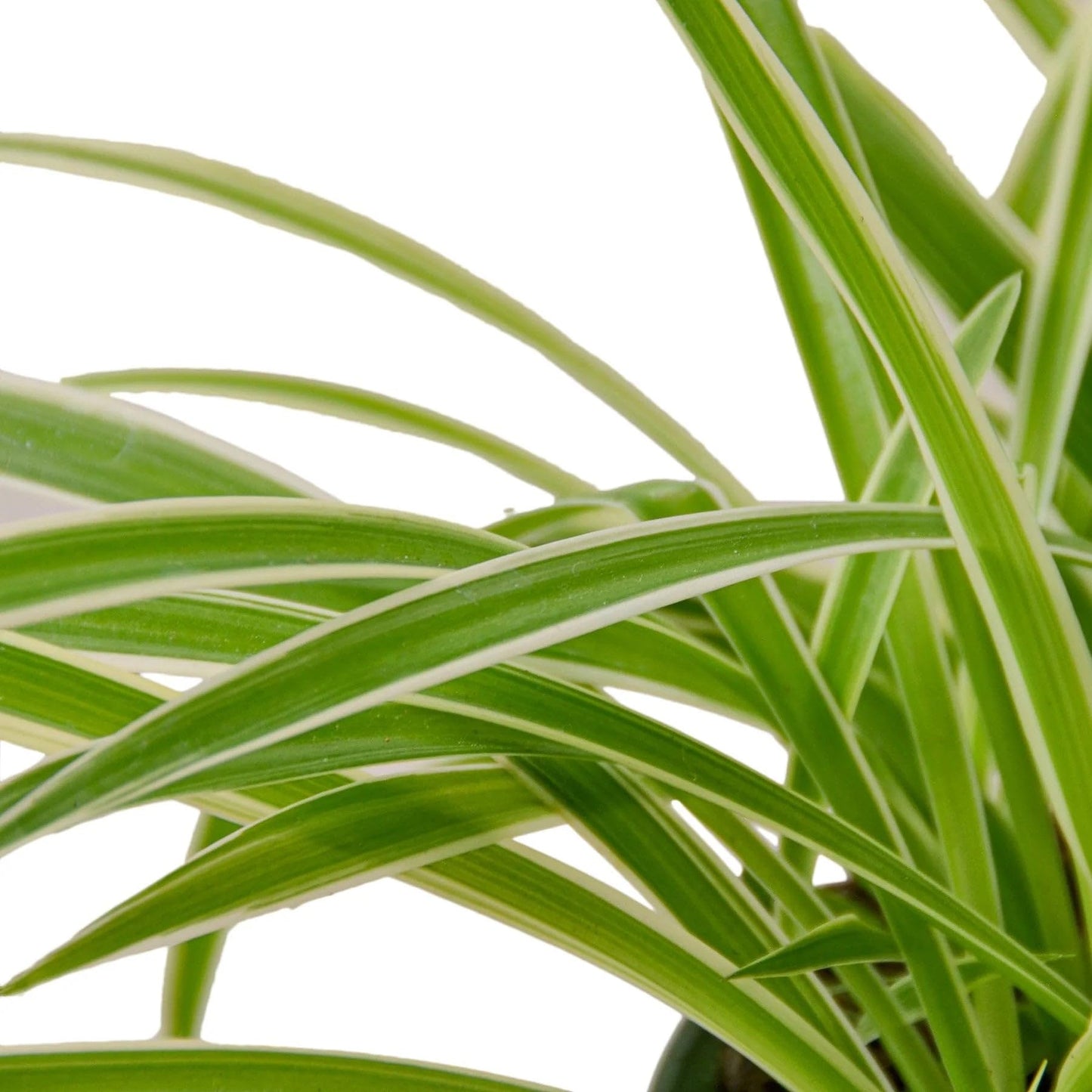 Spider Plant Reverse | Live Plant for Indoor & Outdoor | for Living Room, Office, Bathroom | (8" Pot)