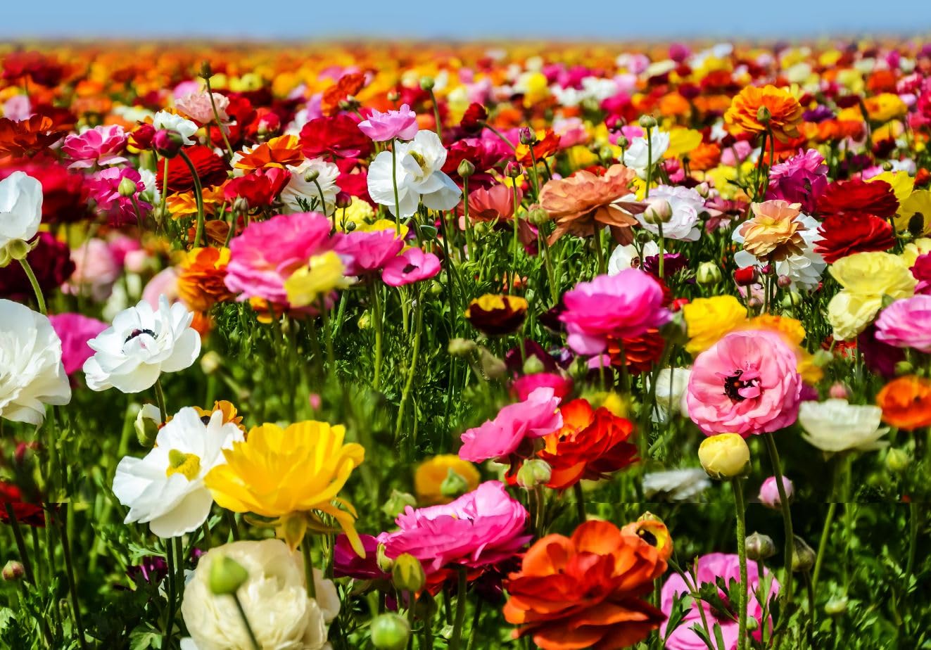 Complete Spring Flower Bulb Garden - 10 Bulbs Ranunculus Bulbs Continuous Blooms (Spring Color from March Through June) - Easy to Grow Fall (Ranunculus Bulbs)