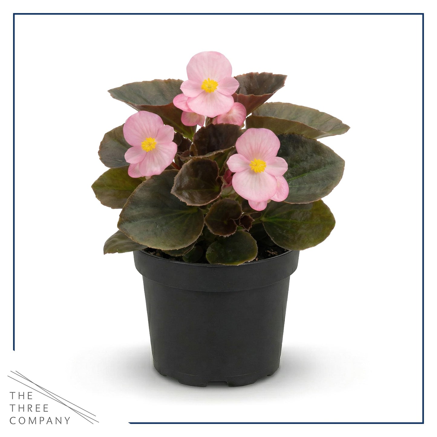 Live Begonia - Dark Leaf Cocktail Pink (4 Per Pack), Beautiful Shade Annual, Ships 8" Tall by 4" Wide in 1 Pt Pot