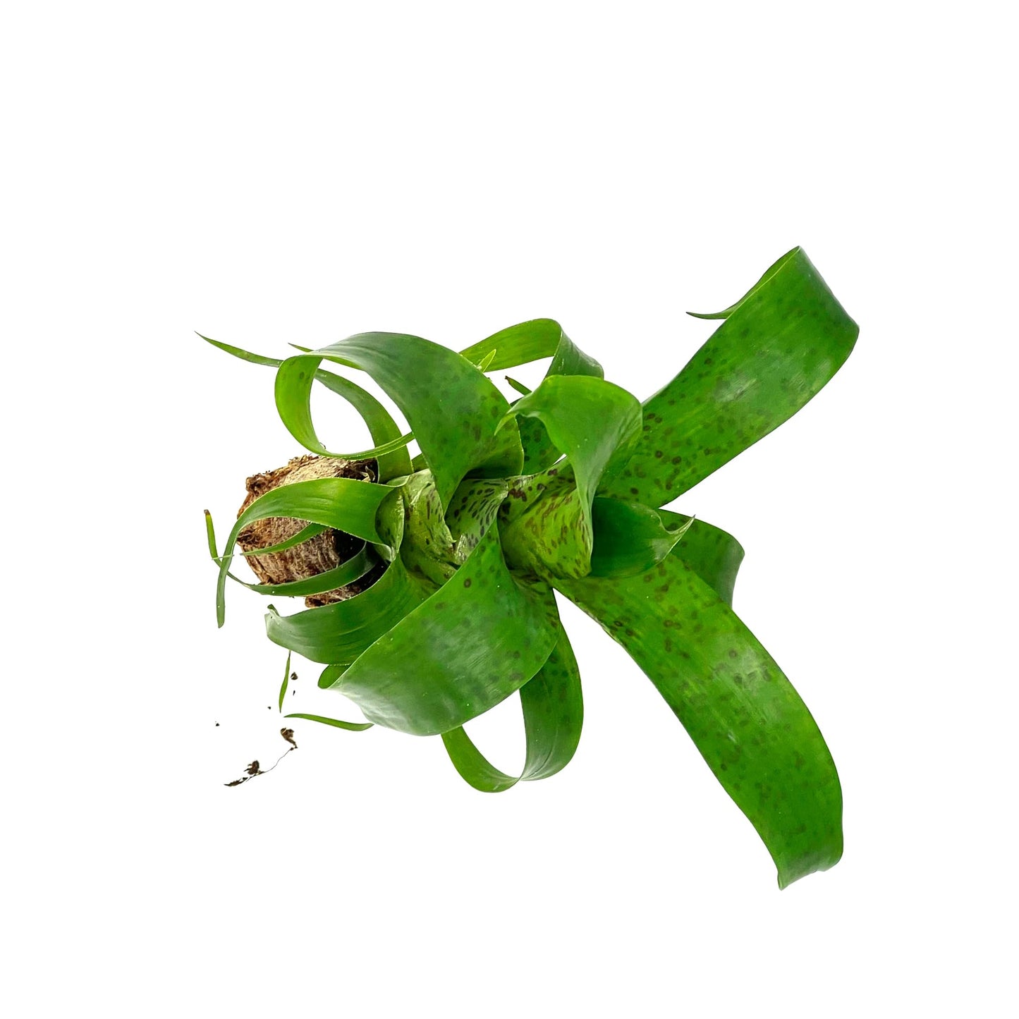 ragnaroc Live Plants – Bromeliad Vrisea Fenestralis, 4-8" 2" Plug - 1ct - Live Arrival Guaranteed - House Plants for Home Decor & Gift