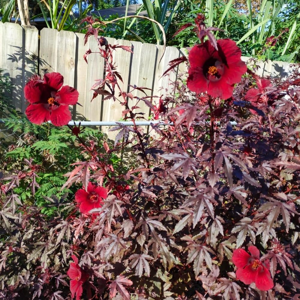 2 Hardy Hibiscus Plants Live, Cranberry Hibiscus Flowers Plants, 4 to 7 Inches in Height