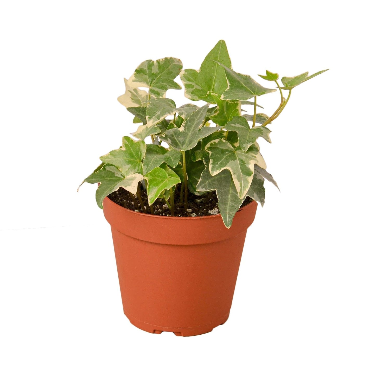 English Ivy Glacier | Live Plant for Indoor & Outdoor | for Living Room, Office, Bathroom | (3" Pot)