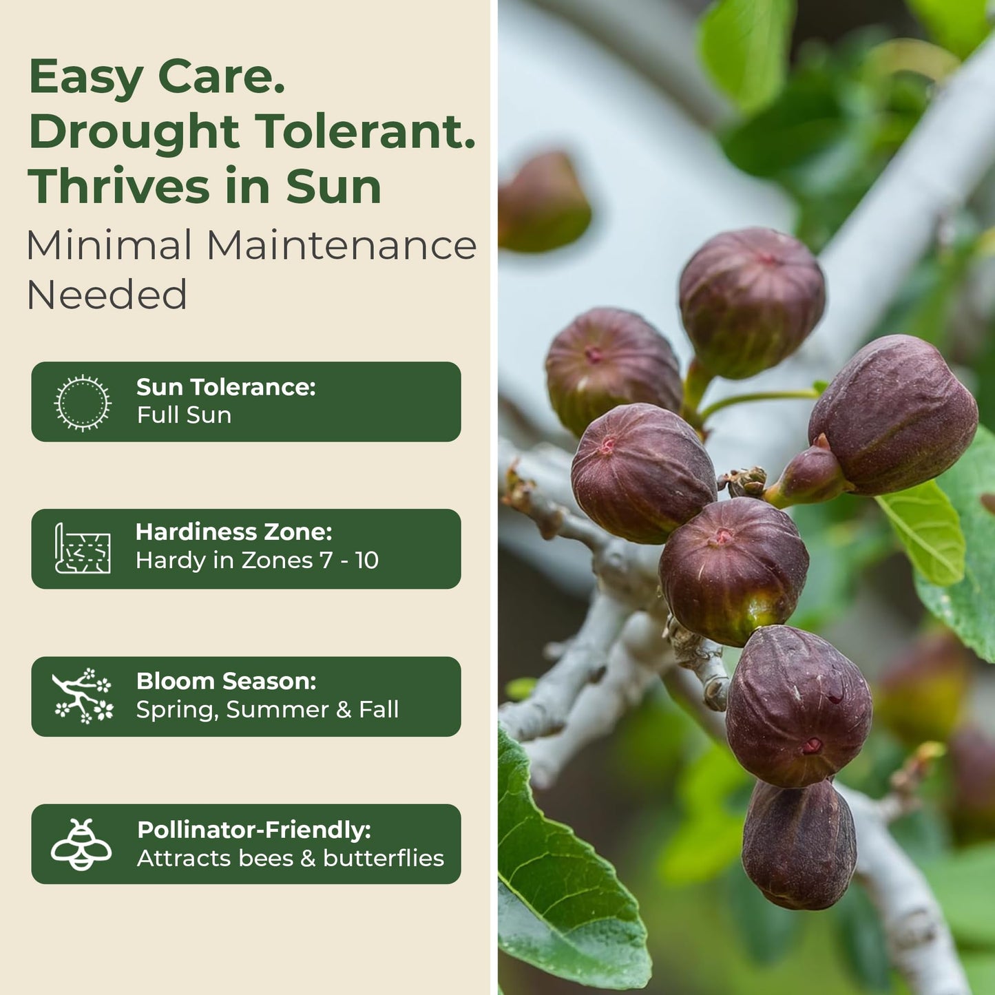 Brown Turkey Fig Plant - Sweet Year Round Harvest in 1 Gal Growers Pot - Grows Upto 12-15' - Easy to Grow Fruit Trees for Pots and Gardens (1 Count)