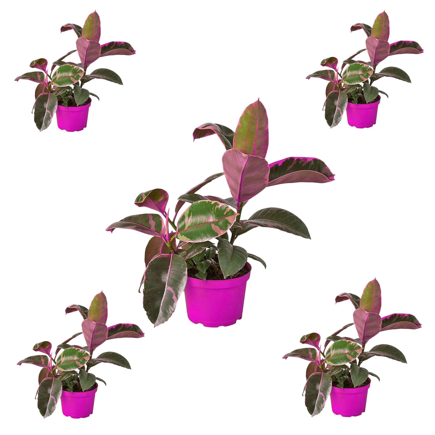 5 Pack Ficus Elastica 'Ruby Pink' in 4in Pot - Live Plants Tropical Houseplants | Variegated | USA Growers | The Snobby Leaf